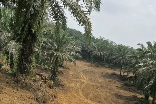 Palmeraie et terrain à Missolé II