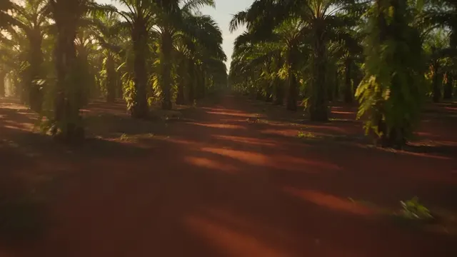 Projection — de la forêt à la ville