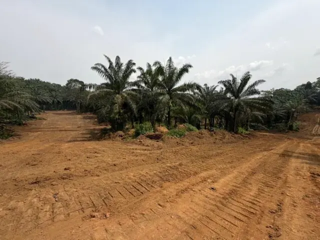 Missolé II — PK30 — Palmeraie et parcelles — animation générée