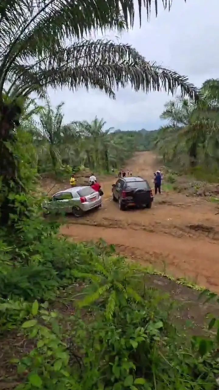 Piste d'accès de terre rouge dans une palmeraie, véhicules garés.