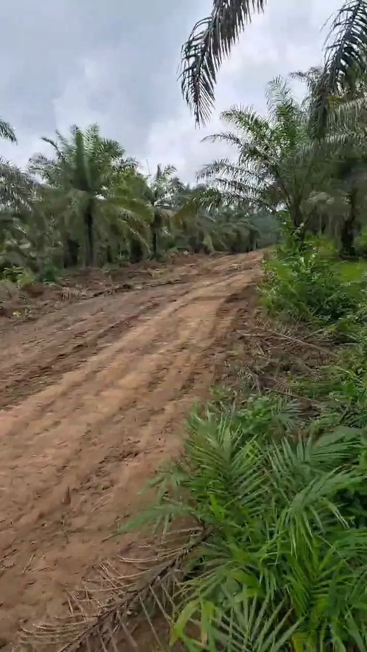 Couloirs de terre dégagés dans une palmeraie, piquets de repère au sol.