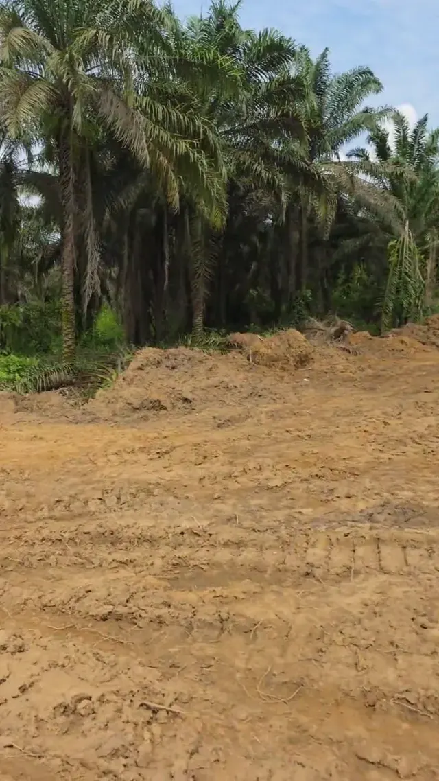 Vidéo du site Missolé II — PK30 — Douala